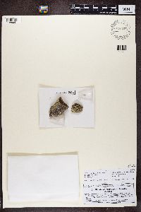 Dimelaena oreina image