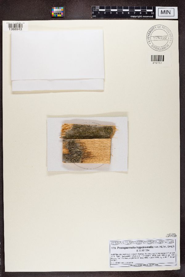 Protoparmelia hypotremella image