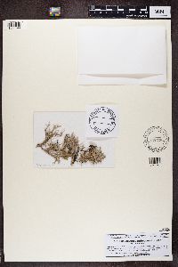 Pseudevernia furfuracea image