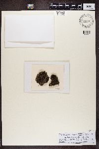 Psora icterica image