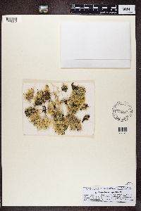 Ramalina almquistii image