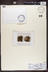 Rinodina conradii image