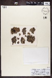 Umbilicaria virginis image