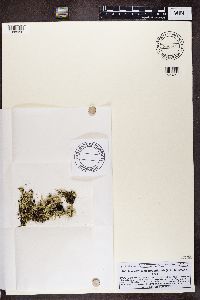 Pycnothelia papillaria image