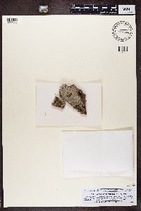 Piccolia ochrophora image