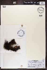 Bryoria fuscescens image