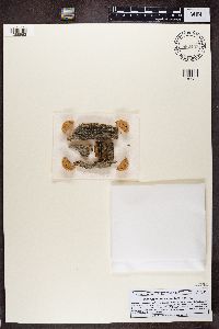 Calicium trabinellum image