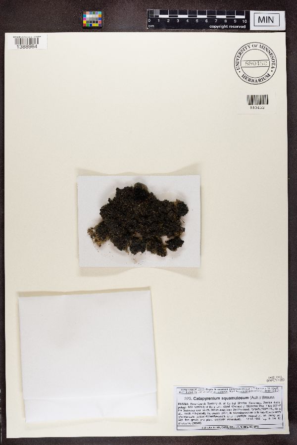 Placidium squamulosum image