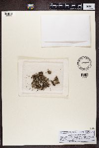 Image of Cladonia ahtii