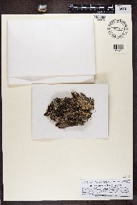 Hypogymnia bitteri image