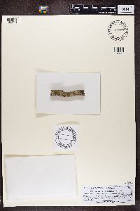 Lecanora hybocarpa image