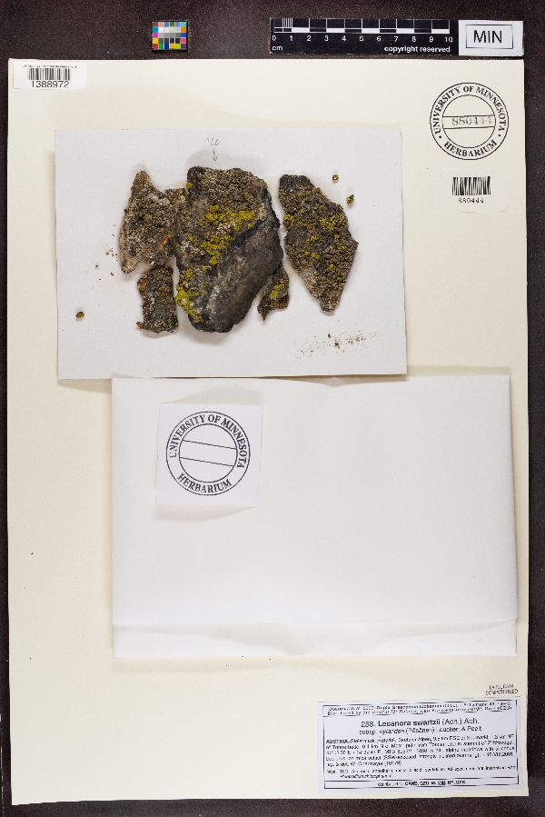 Lecanora swartzii subsp. nylanderi image