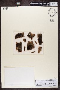 Melanohalea exasperata image