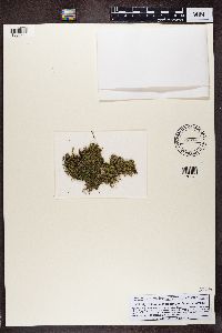 Bilimbia sabuletorum image