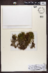 Bilimbia sabuletorum image