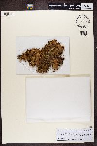 Peltigera austroamericana image