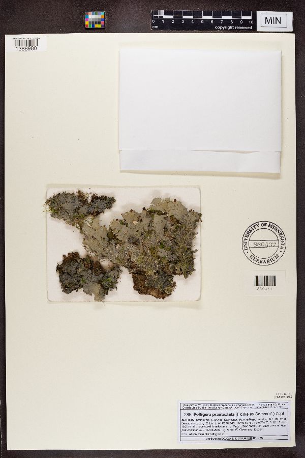 Peltigera praetextata image