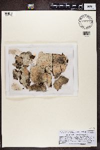 Phlyctis argena image