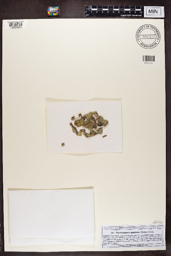 Pyrrhospora image