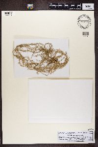 Usnea angulata image