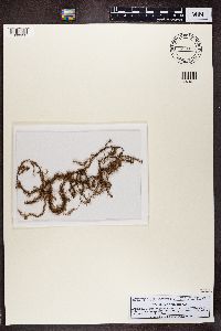 Usnea angulata image