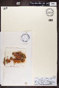 Rusavskia elegans image