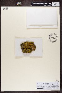 Xanthoria fallax image