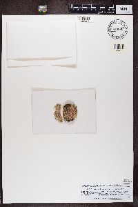 Arthonia cinnabarina image