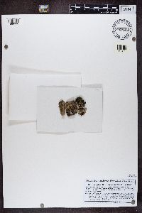 Gyalolechia flavorubescens image