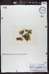 Cladonia uncialis image