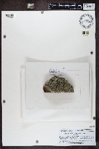 Dimelaena oreina image