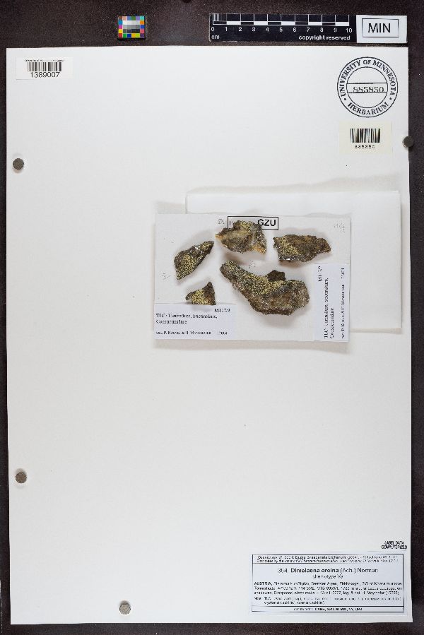 Dimelaena oreina image