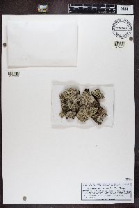 Imshaugia aleurites image