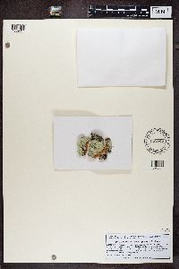 Lecanora thysanophora image