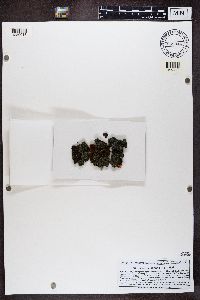 Micarea lignaria image