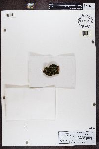 Normandina pulchella image