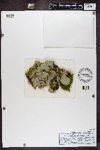 Peltigera leucophlebia image