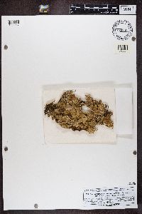 Plectocarpon lichenum image