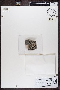 Porpidia contraponenda image