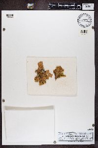 Pseudocyphellaria aurata image