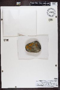 Rinodina oleae image