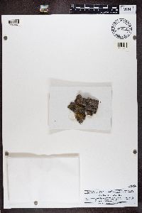 Rinodina oleae image