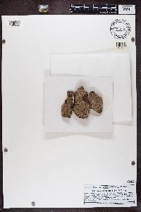 Trapelia coarctata image