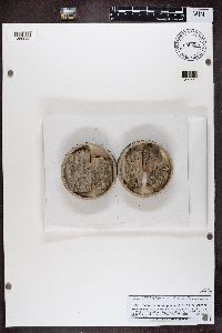 Chaenothecopsis pusilla image