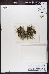 Cladonia furcata image