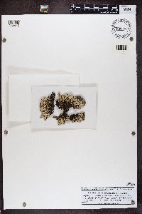 Menegazzia terebrata image