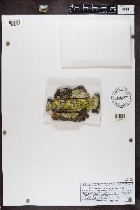 Parmeliopsis ambigua image