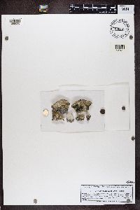 Thumbnail image of current specimen