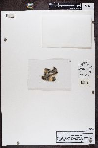 Rinodina freyi image