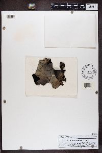 Umbilicaria vellea image